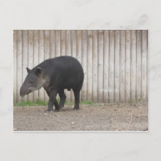 Postal Tapir