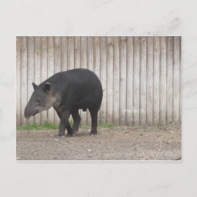 Postal Tapir (Anverso)