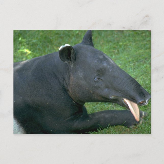 Postal Tapir (Anverso)