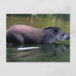 Postal Tapir brasileño (Tapirus terrestres)