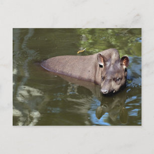 Postal Tapir brasileño (Tapirus terrestres)