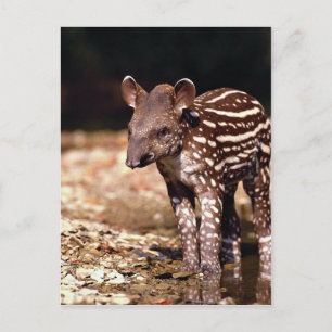Postal Tapir brasileño, ternera joven al lado del río