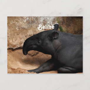Postal Tapir de Belice Baird