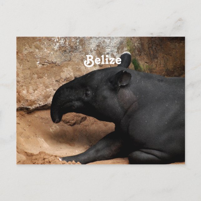 Postal Tapir de Belice Baird (Anverso)