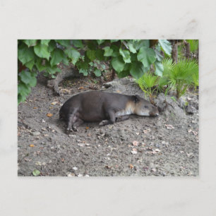 Postal tapir durmiendo en la arena