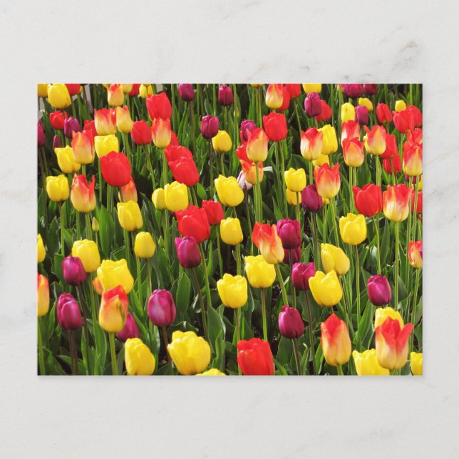 Postal Tapiz arcoiris (Anverso)