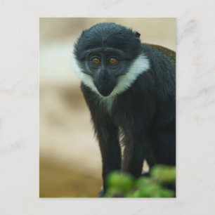 Postal Tapiz de monos Baby L’Hoest