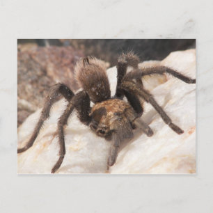 Postal Tarantula
