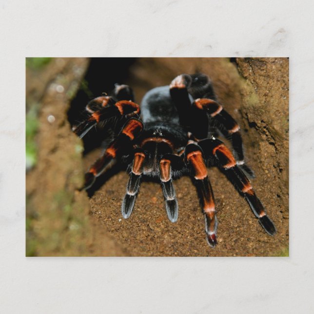 Postal Tarantula (Anverso)