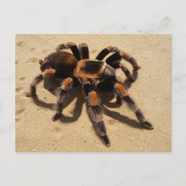Postal Tarantula (Anverso)