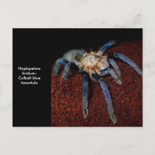 Postal Tarantula