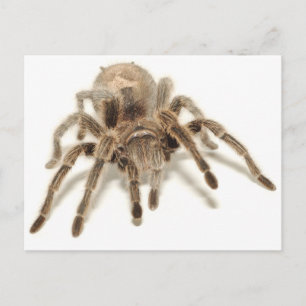 Postal Tarantula