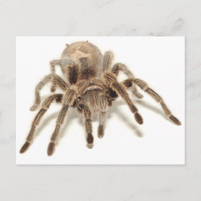 Postal Tarantula (Anverso)
