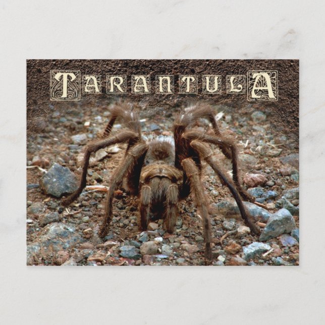 Postal Tarantula (Anverso)