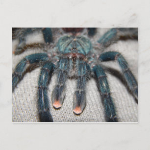 Postal tarántula azul
