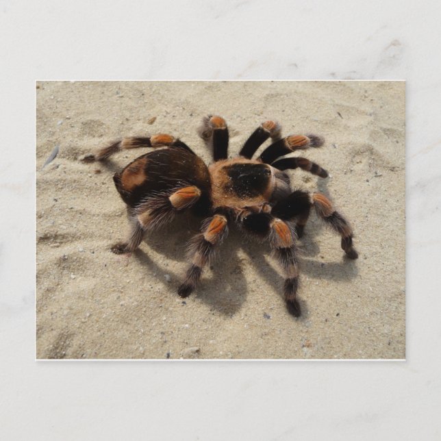 Postal Tarantula brachypelma rodilla roja venenosa (Anverso)