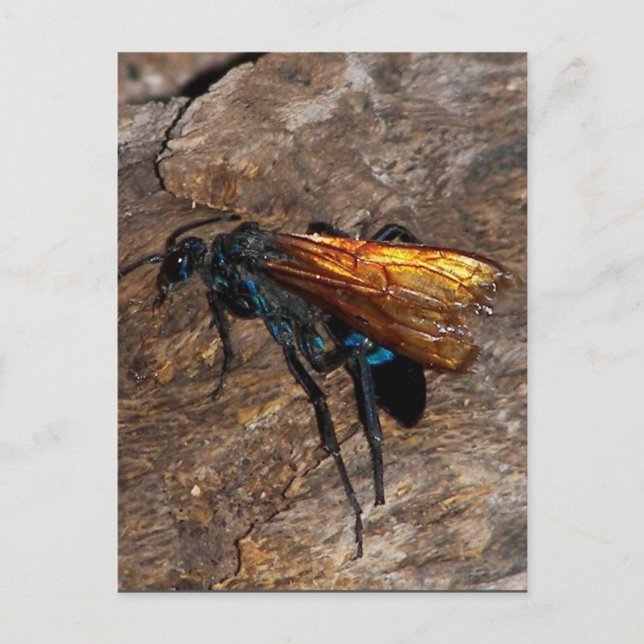 Postal Tarantula Hawk (Anverso)