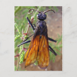 Postal Tarantula Hawk