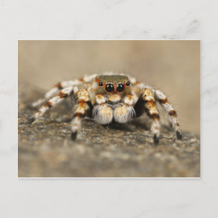 Postal Tarantula Jumping Bird Spider accesorios impresion