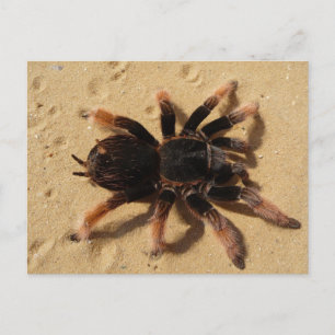 Postal Tarantula rosada mexicana