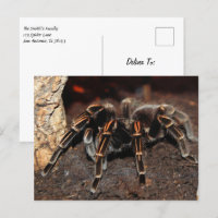 Tarantula Spider