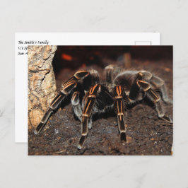Postal Tarantula Spider