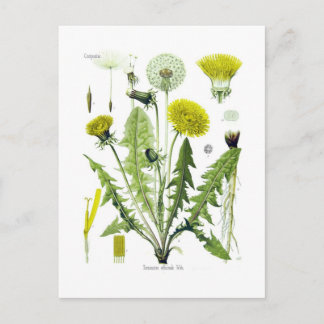 Postal Taraxacum officinale (Dandelion)
