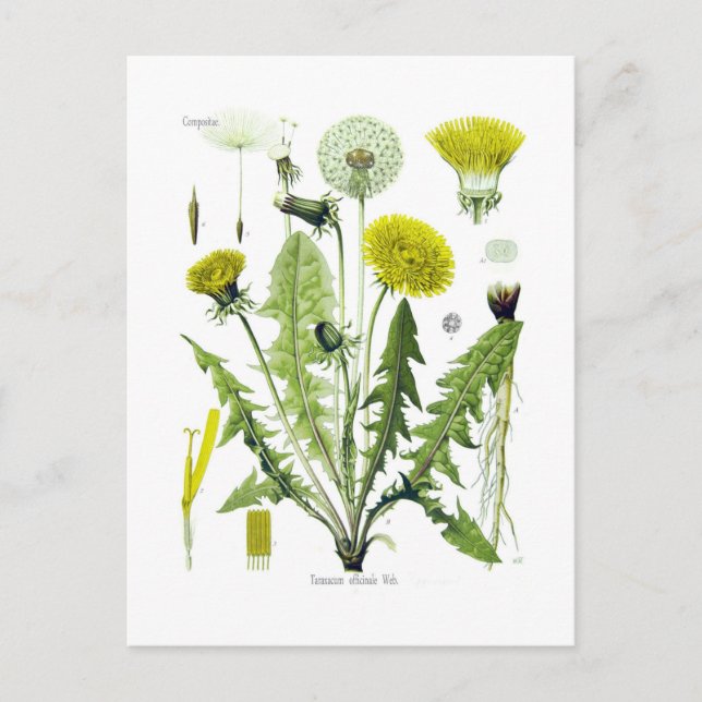Postal Taraxacum officinale (Dandelion) (Anverso)