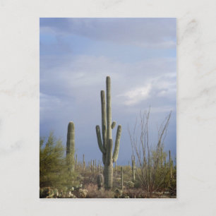 Postal Tarde por la tarde en el desierto