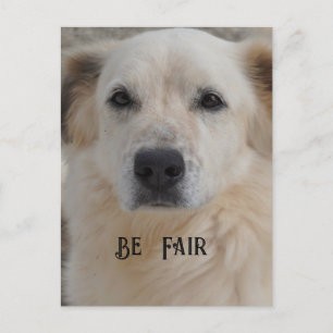 Postal Tarjeta, Golden Retriver