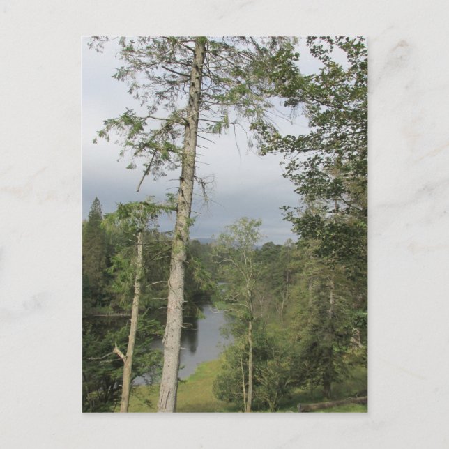 Postal Tarn Hows Trees Postcard (Anverso)