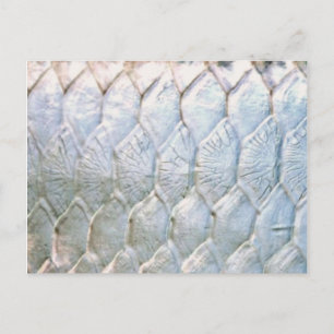 Postal Tarpon por PatternWear©
