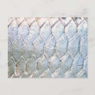 Postal Tarpon por PatternWear©