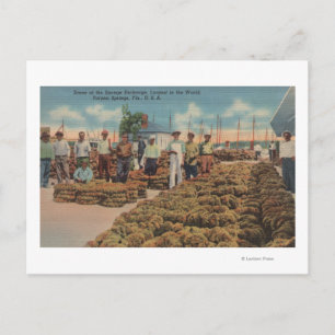 Postal Tarpon Springs, FL - Escena de intercambio de espo