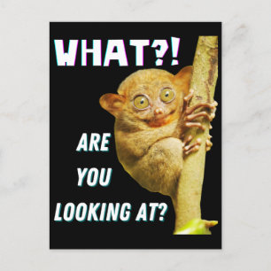 Postal Tarsier Divertido de Ojos Grandes ¿Qué Estás Miran