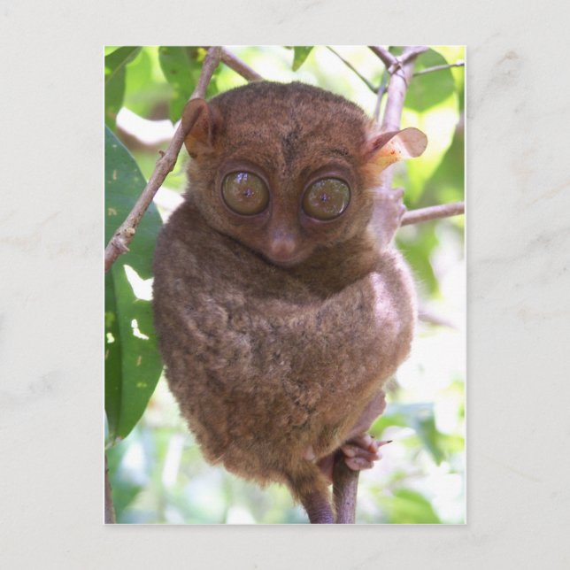 Postal Tarsier Filipino (Anverso)