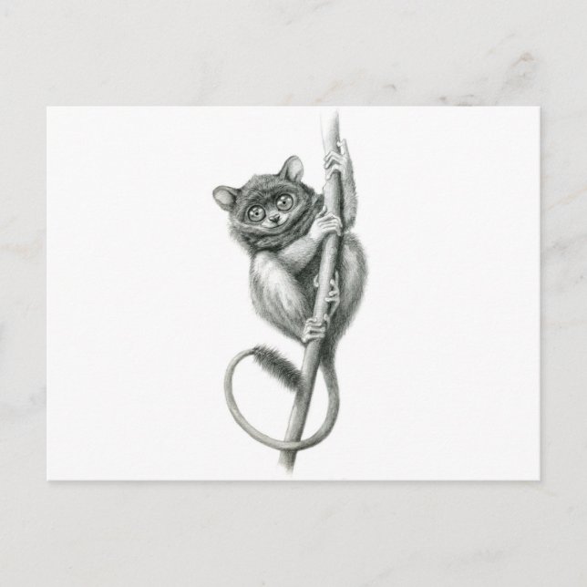Postal Tarsier schukina de Filipinas (Anverso)