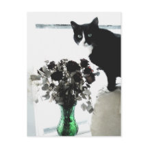 Tasha el gato del Tuxedo