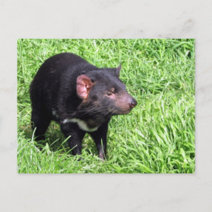 Postal tasmanian devil australia