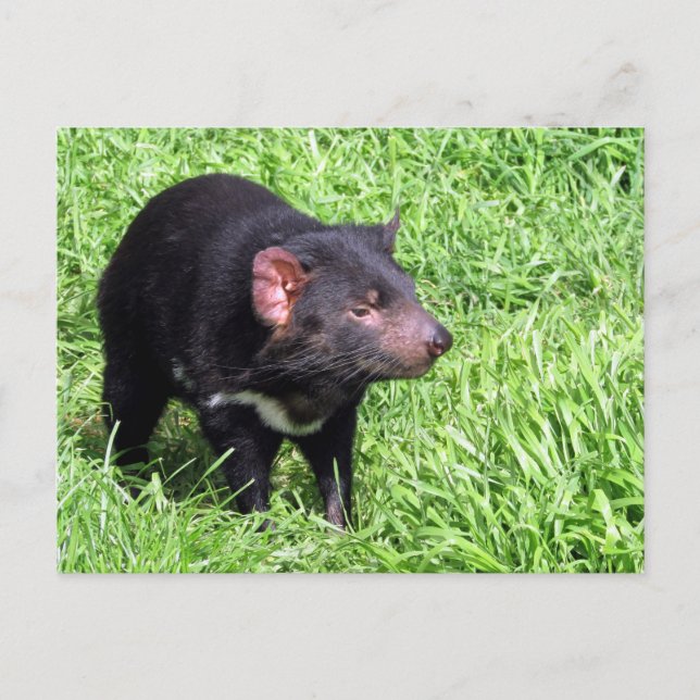 Postal tasmanian devil australia (Anverso)