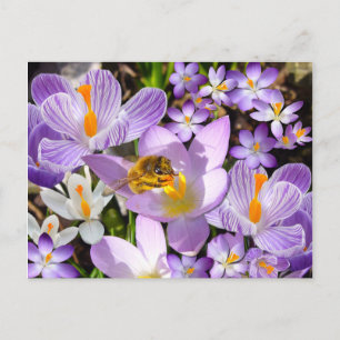 Postal TASTER CROCUS ~ Postcard