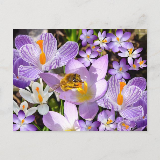 Postal TASTER CROCUS ~ Postcard (Anverso)
