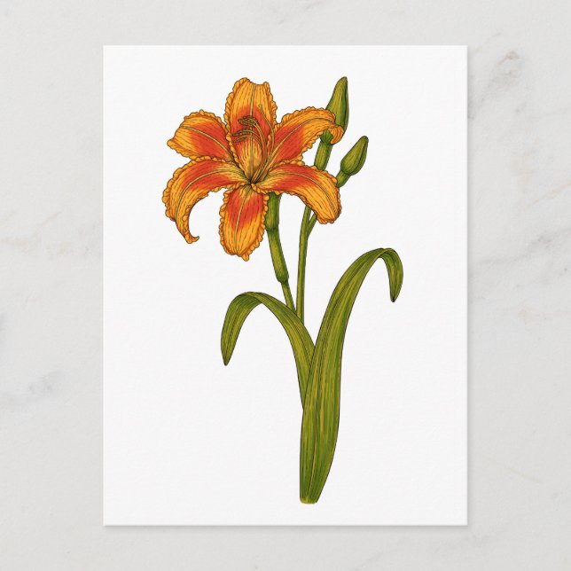 Postal Tawny daylily (Anverso)