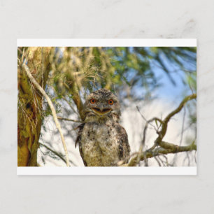 POSTAL TAWNY FROGMOUTH RURAL QUEENSLAND AUSTRALIA