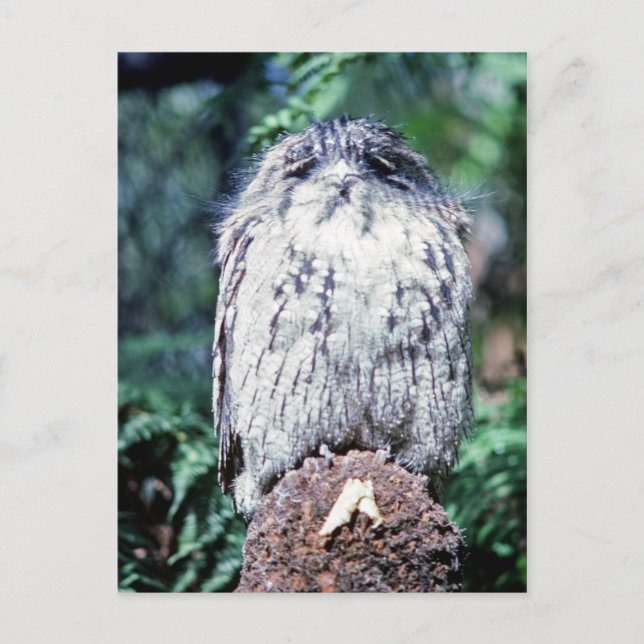 Postal Tawny Frogmouth, Tasmania (Australia) (Anverso)