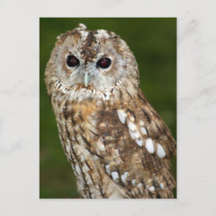 Postal Tawny Owl