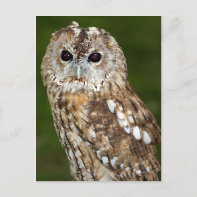 Postal Tawny Owl (Anverso)