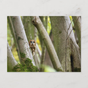 Postal Tawny Owl