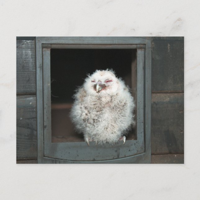 Postal Tawny Owl (Anverso)