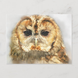 Postal Tawny Owl